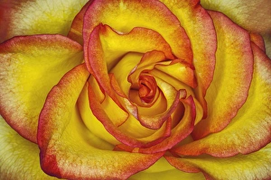 Photographic Style Prints: Yellow and red rose