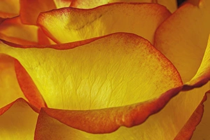 Yellow and red rose