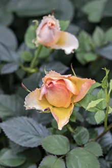 Yellow rose