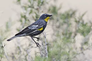 High Desert Prints: Yellow-rumped Warbler
