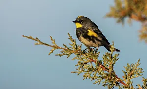 Migration Prints: Yellow-rumped warbler