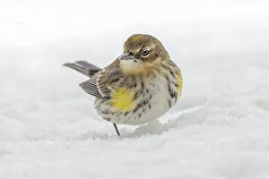 Yellow-rumped warbler foraging in snow