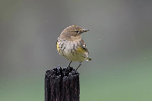 Plumage Prints: Yellow-rumped warbler in winter plumage