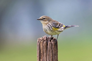 Kentucky Prints: Yellow-rumped warbler in winter plumage, Kentucky