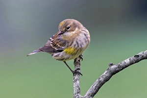 Kentucky Prints: Yellow-rumped warbler in winter plumage, Kentucky