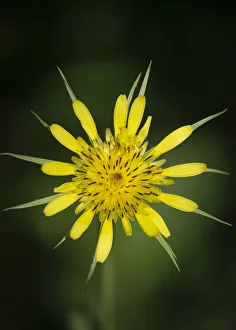 Images Dated 4th October 2021: Yellow Salsify, Tragopogon dubius, Capulin Sprints Trail, Sandia Mountains, New Mexico