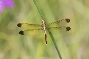 Yellow-sided Skimmer (Libellula flavida) female Cottonmouth Fen Ripley Co. MO