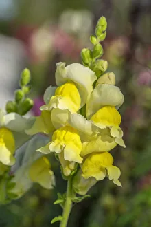 Images Dated 22nd January 2021: Yellow Snapdragon