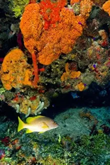 Images Dated 7th May 2004: Yellow Snapper and Orange Encrusting Sponge (Diplastrealla sp.) Hol Chan Marine Preserve