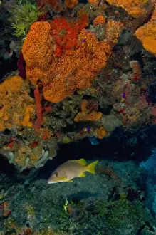 Images Dated 7th May 2004: Yellow Snapper and Orange Encrusting Sponge (Diplastrealla sp. ) Hol Chan Marine Preserve