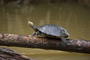 Endangered Prints: Yellow-spotted River Turtle (Podocnemis unifilis)