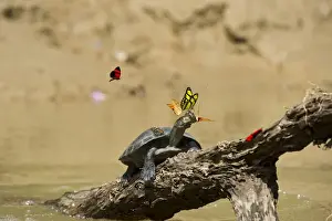 Images Dated 14th October 2011: Yellow-spotted River Turtle (Podocnemis unifilis) & Butterflies, Yasuni National Park