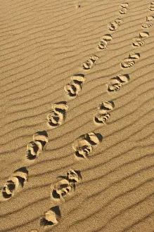 Yellow-spotted River Turtle TRACKS (Podocnemis unifilis) from female ashore to lay eggs