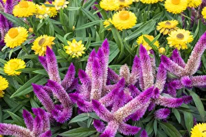 Asteraceae Prints: Yellow strawflowers and purple Celosia in garden, USA