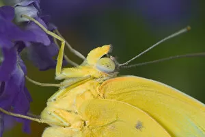 Yellow Sulfur Butterfly