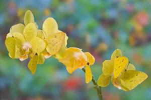 Six Yellow Sulfur Butterfly hanging on yellow orchid
