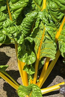 Flora Prints: Yellow Swiss Chard, USA