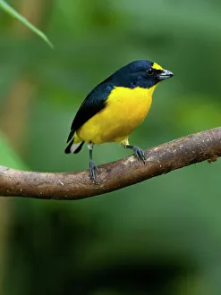 Joe And Mary Ann Mcdonald Prints: Yellow-throated euphonia perching, Costa Rica, Cantal America