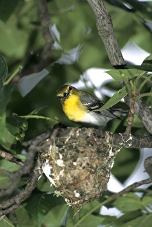 Images Dated 22nd December 2015: Yellow-throated Vireo (Vireo flavifrons) adult feeding nestlings, Marion Co. IL