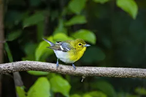 Animal Prints: Yellow-throated Vireo (Vireo flavifrons) perched