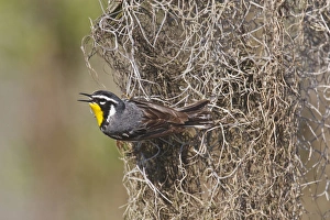 Images Dated 4th May 2010: Yellow-throated Warbler (Dendroica dominica) adult male singing on breeding territory