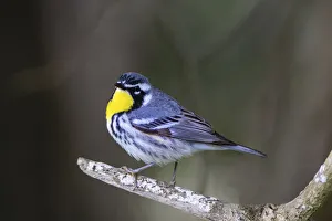 Cameron County Prints: Yellow-throated warbler (Dendroica dominica) perched