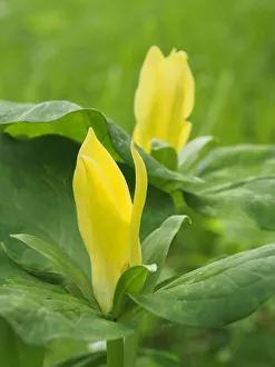 Rare Prints: Yellow trillium, Trillium erectum, growing in a wildflower garden