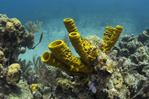 Images Dated 14th May 2015: Yellow Tube Sponge (Aplysina fistularis), Lighthouse Reef Atoll, Belize Barrier Reef