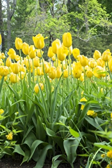 Tall Prints: Yellow tulips, Kennett Square, Pennsylvania, USA