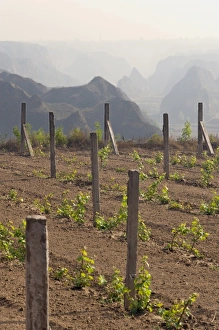 Images Dated 11th May 2009: Yellow Valley, Taigu county, Shanxi province, China, Asia