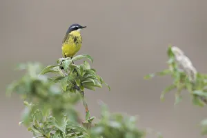 Sub Arctic Prints: Yellow Wagtail