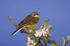 Images Dated 18th April 2007: Yellow Wagtail, Motacilla flava, male on apple tree, National Park Lake Neusiedl