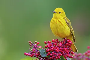 Berry Prints: Yellow warble male, perched atop hawthorn berries, Washington State, USA