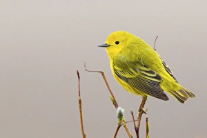 Images Dated 7th June 2014: Yellow Warbler