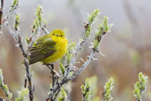 Sub Arctic Prints: Yellow Warbler