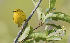 Nature Prints: Yellow warbler