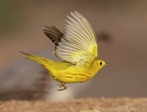 Images Dated 12th December 2024: Yellow warbler, Arizona, USA