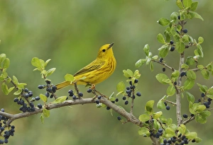 Berry Prints: Yellow Warbler (Dendroica petechia), adult male perched on Elbow bush (Forestiera