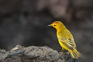 Subspecies Prints: Yellow Warbler (Dendroica petechia aureola) GALAPAGOS ISLANDS, Ecuador, South