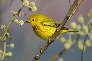 Male Animal Prints: Yellow Warbler (Dendroica petechia) male feeding on insects during spring migration