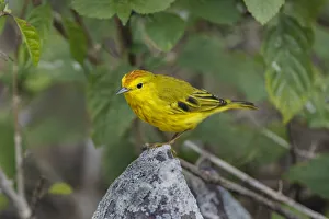 South America Prints: Yellow warbler. San Cristobal Island, Galapagos Islands, Ecuador
