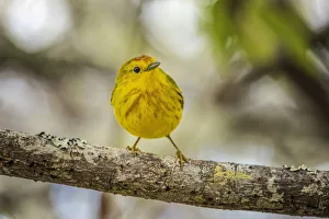 San Cristobal Island Prints: Yellow warbler. San Cristobal Island, Galapagos Islands, Ecuador