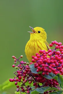 Berry Prints: Yellow warbler singing from hawthorn berry perch, Washington State, USA