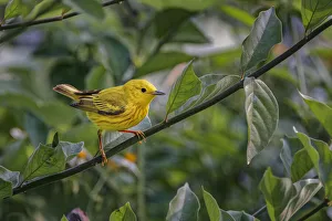 Migrating Prints: Yellow warbler, South Padre Island, Texas