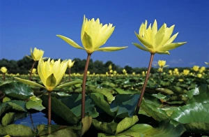 Fresh Water Prints: Yellow Waterlily, Nymphaea mexicana, blooming in lake, Welder Wildlife Refuge, Sinton