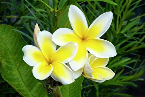 Apocynaceae Prints: Yellow and white plumeria