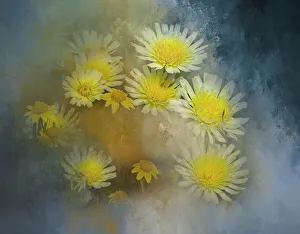 Betty Sederquist Prints: Yellow and white wildflowers