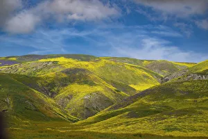 Betty Sederquist Prints: Yellow wildflowers cover the hillsides of the California Coast Range