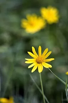 Images Dated 18th June 2006: Yellow wildflowers - Fairbanks, Alaska