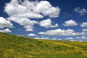 Yellow wildflowers on a hillside near Harrison, Idaho